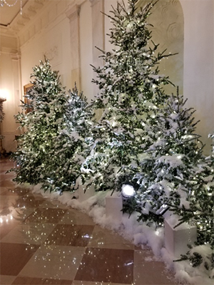 Scene of snow covered trees at the White House