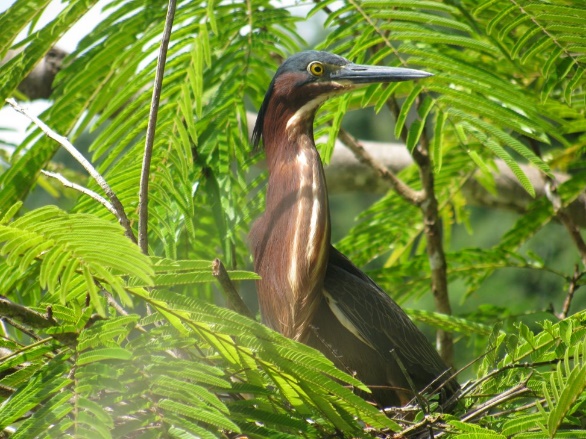 Tiger Heron-Tigrisoma fasciatum, just one of dozens of species the students saw on the boat tour.