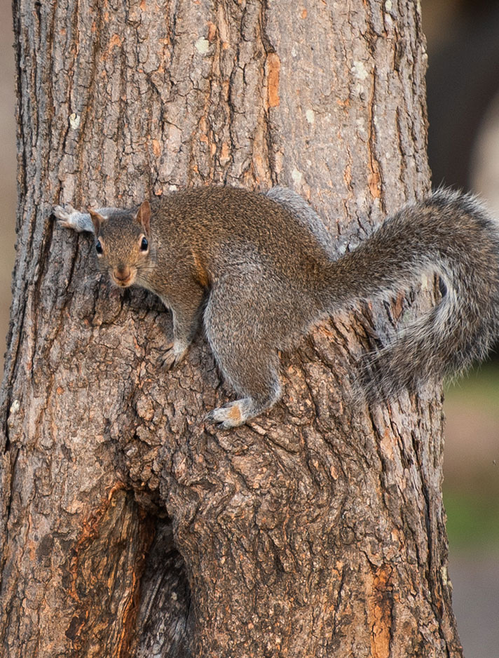 A squirrel on a tree