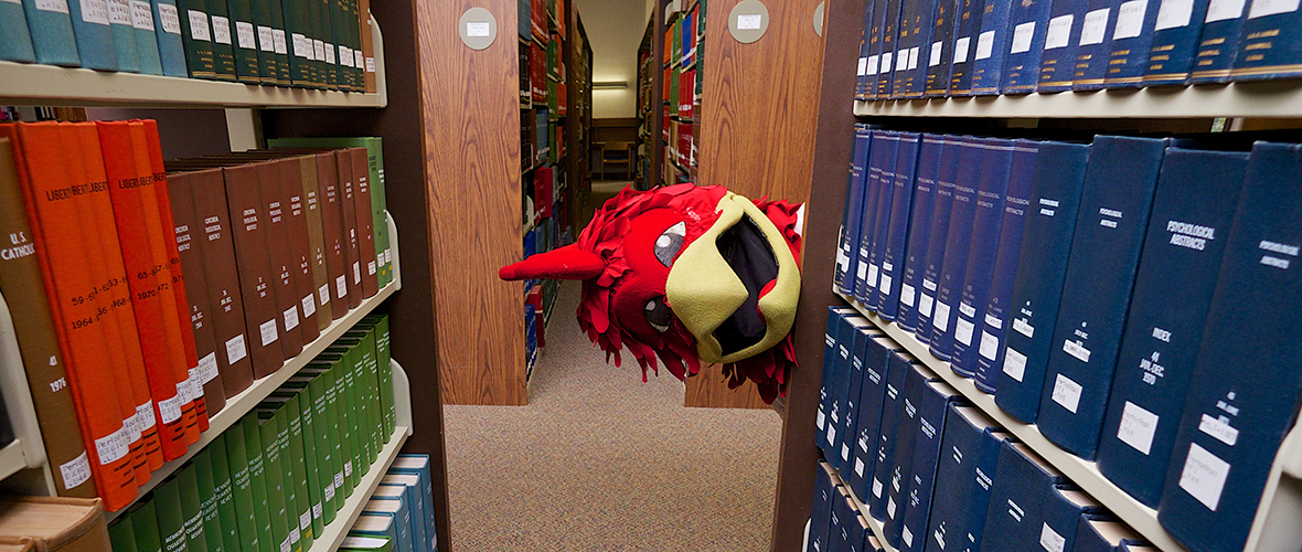 Cocky in the Bookshelves at the Library