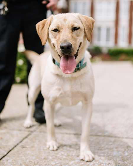 Daphne the Police Dog